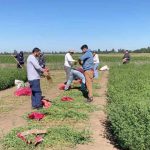 INIA y estudiantes evaluaron 630 parcelas de alfalfa tolerante a la sequía