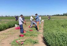 INIA y estudiantes evaluaron 630 parcelas de alfalfa tolerante a la sequía