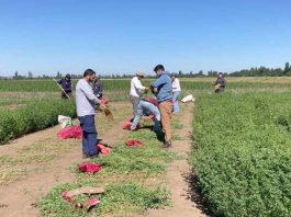 INIA y estudiantes evaluaron 630 parcelas de alfalfa tolerante a la sequía