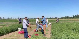 INIA y estudiantes evaluaron 630 parcelas de alfalfa tolerante a la sequía