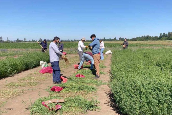 INIA y estudiantes evaluaron 630 parcelas de alfalfa tolerante a la sequía