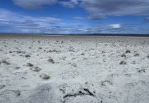 La ciencia y la comunidad intentan revivir un ecosistema en crisis en Laguna Blanca