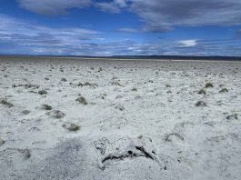 La ciencia y la comunidad intentan revivir un ecosistema en crisis en Laguna Blanca