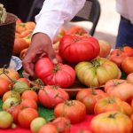 "Más de 2.500 personas participaron en la Fiesta del Tomate en Camar en una celebración única de sabor, tradición y música