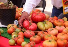 "Más de 2.500 personas participaron en la Fiesta del Tomate en Camar en una celebración única de sabor, tradición y música