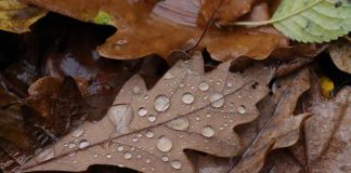 Cambio de estación: Experto proyecta otoño con lluvias extremas en corto tiempo