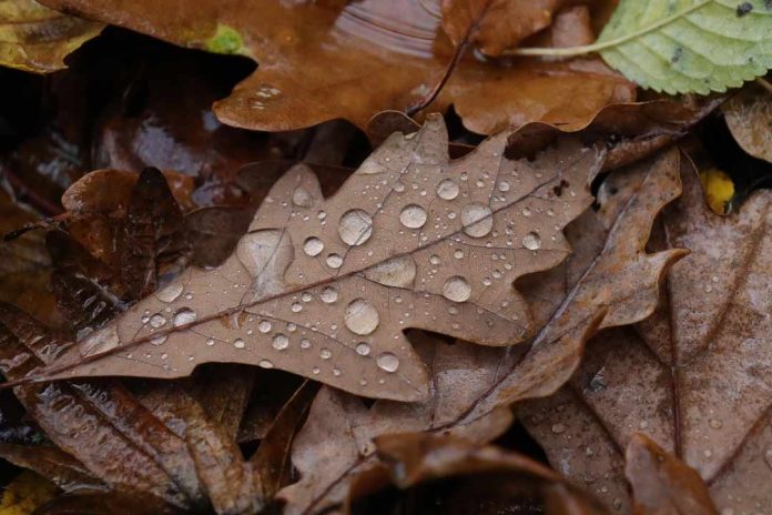 Cambio de estación: Experto proyecta otoño con lluvias extremas en corto tiempo