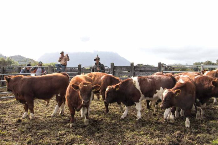 SAG Aysén inicia muestreo de rebaños en predios de la Cuenca del Palena