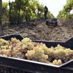 Sustentabilidad&Logística: Cooperación en el transporte de uvas reduce costos en la industria del pisco