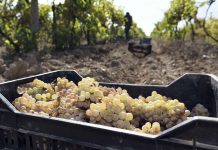 Sustentabilidad&Logística: Cooperación en el transporte de uvas reduce costos en la industria del pisco