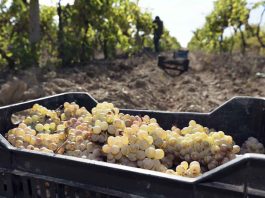 Sustentabilidad&Logística: Cooperación en el transporte de uvas reduce costos en la industria del pisco