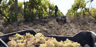 Sustentabilidad&Logística: Cooperación en el transporte de uvas reduce costos en la industria del pisco