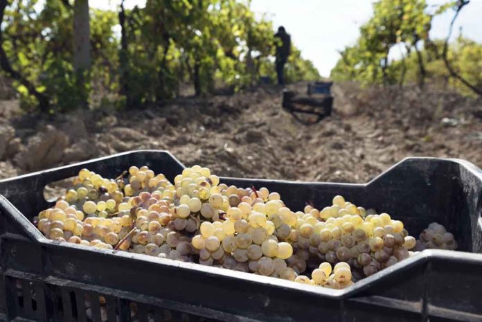 Sustentabilidad&Logística: Cooperación en el transporte de uvas reduce costos en la industria del pisco