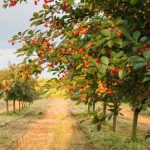 Temporada de cerezas deja pérdidas por al menos US$1,600 millones