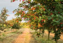 Temporada de cerezas deja pérdidas por al menos US$1,600 millones