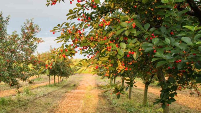 Temporada de cerezas deja pérdidas por al menos US$1,600 millones