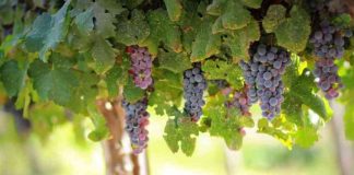 Unión Europea avanza hacia regulación favorable al uso de cultivos editados genéticamente para una agricultura más sostenible