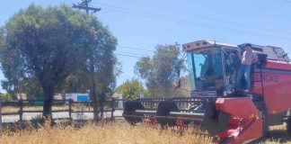 La primera trilla de alfalfa chilena marca un hito en la producción forrajera