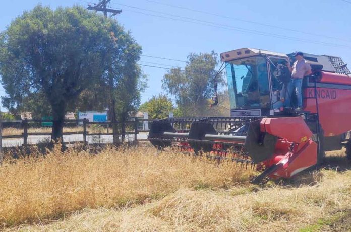 La primera trilla de alfalfa chilena marca un hito en la producción forrajera