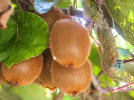 El kiwi chileno se acerca a Vietnam, los arándanos son los próximos