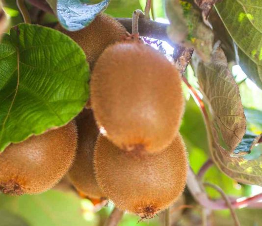 El kiwi chileno se acerca a Vietnam, los arándanos son los próximos