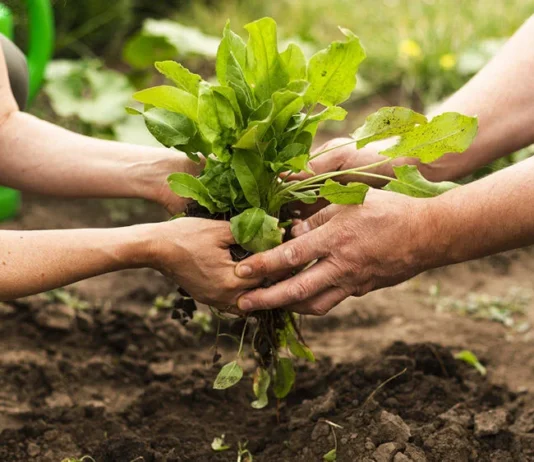 Manejo Integrado de la Nutrición (MIN) en la Agricultura Sustentable