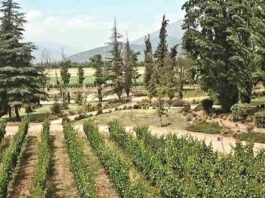 Brindis internacional: la vendimia chilena seduce a viajeros de todo el mundo