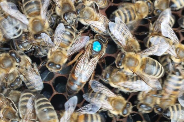 Chile realizó el primer envío de abejas reinas a Centro América