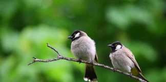 Gripe aviar: 5 claves para prevenir su propagación y proteger tu salud