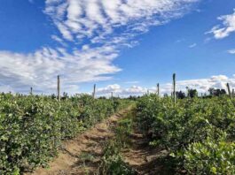 INIA impulsa uso eficiente del agua de riego entre agricultores mediante sistema Smartfield o “campo inteligente”