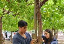 7 de mayo INIA y Corfo lanzan proyecto pionero para optimizar el uso de agua en uva de mesa con tecnologías de sensores 7 de mayo INIA y Corfo lanzan proyecto pionero para optimizar el uso de agua en uva de mesa con tecnologías de sensores