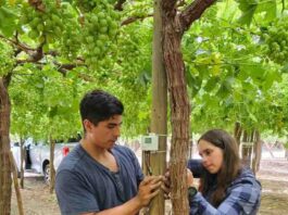 7 de mayo INIA y Corfo lanzan proyecto pionero para optimizar el uso de agua en uva de mesa con tecnologías de sensores