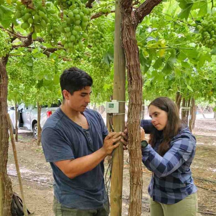 7 de mayo INIA y Corfo lanzan proyecto pionero para optimizar el uso de agua en uva de mesa con tecnologías de sensores (1) 7 de mayo INIA y Corfo lanzan proyecto pionero para optimizar el uso de agua en uva de mesa con tecnologías de sensores
