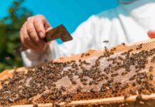 Agronomía UdeC inaugura NeuroBeeLab un nuevo laboratorio dedicado al estudio de la neurociencia en abejas