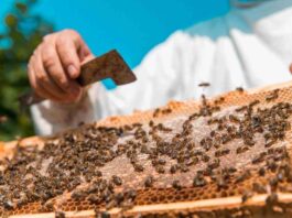 Agronomía UdeC inaugura NeuroBeeLab un nuevo laboratorio dedicado al estudio de la neurociencia en abejas Agronomía UdeC inaugura NeuroBeeLab un nuevo laboratorio dedicado al estudio de la neurociencia en abejas