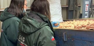 Arranca período de venta de semilla de papa certificada por el SAG