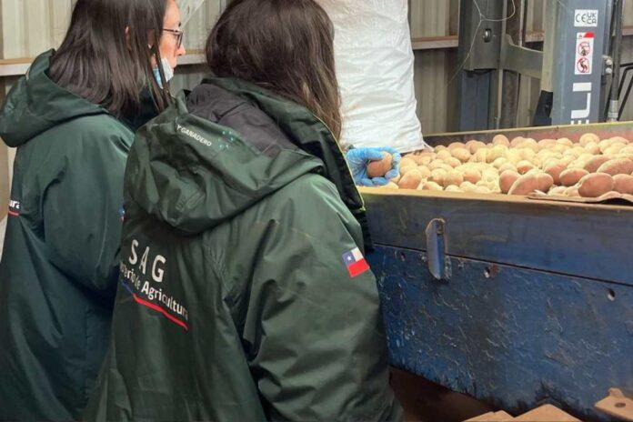 Arranca período de venta de semilla de papa certificada por el SAG