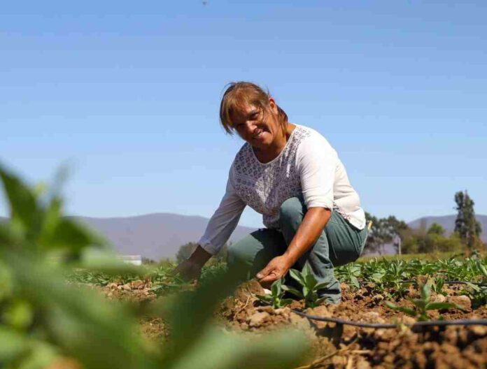CNR dispone recursos para apoyar el desarrollo del riego de las y los pequeños agricultores de Atacama y Coquimbo CNR dispone recursos para apoyar el desarrollo del riego de las y los pequeños agricultores de Atacama y Coquimbo
