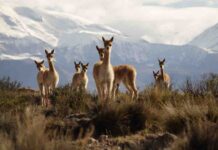 CONAF representó a Chile en la XXXV Comisión Técnica del Convenio de la Vicuña 2025 en Bolivia