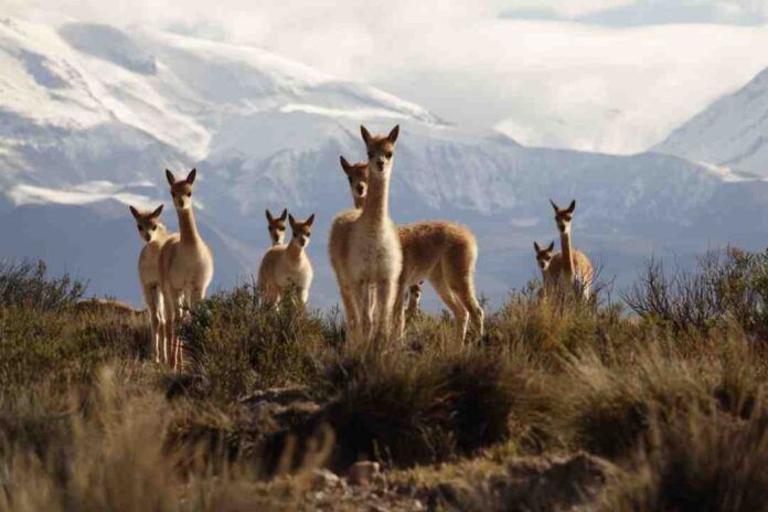 CONAF representó a Chile en la XXXV Comisión Técnica del Convenio de la Vicuña 2025 en Bolivia