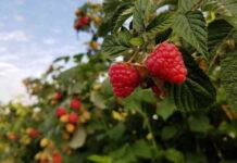 Cambio Climático: aumento de temperatura podría modificar la calidad de la frambuesa cultivada en Chile