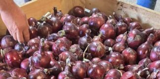 Cebolla con resistencia al Mildiu