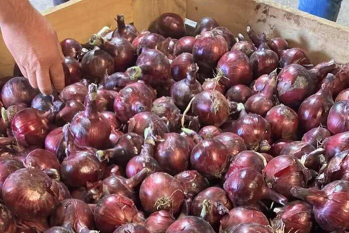 Cebolla con resistencia al Mildiu