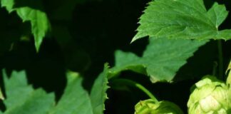 Cervecería Kunstmann y el rol del lúpulo innovación, origen y territorio en cada gota