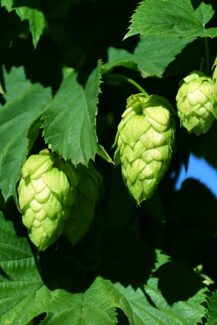 Cervecería Kunstmann y el rol del lúpulo innovación, origen y territorio en cada gota Cervecería Kunstmann y el rol del lúpulo innovación, origen y territorio en cada gota