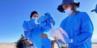 Con seguimiento satelital buscan identificar riesgos y principales rutas de los flamencos
