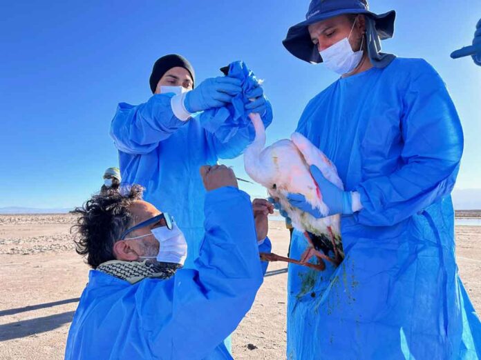 Con seguimiento satelital buscan identificar riesgos y principales rutas de los flamencos