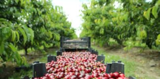 Conoce el programa y las principales novedades de CherryTech 2025 El evento técnico más importante de la industria cerecera