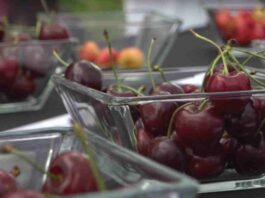 Crisis de la cereza chilena: expertos entregan claves para enfrentar consecuencias de la sobreoferta del mercado chino Crisis de la cereza chilena: expertos entregan claves para enfrentar consecuencias de la sobreoferta del mercado chino