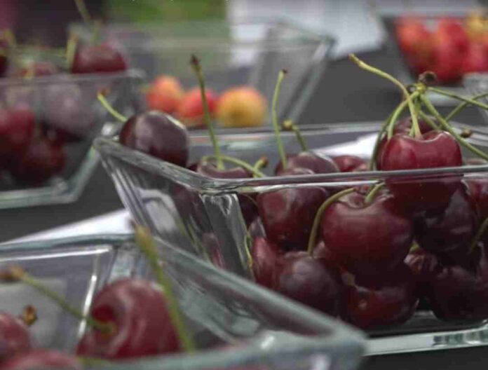 Crisis de la cereza chilena: expertos entregan claves para enfrentar consecuencias de la sobreoferta del mercado chino